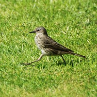 Anthus pratensis Em Nature-Guide de RikenMon