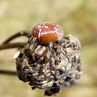 Araneus quadratus op RikenMon's Natuurgids