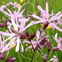 Lychnis flos-cuculi En la Guía-Naturaleza de RikenMon