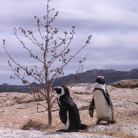 Spheniscus demersus su guida naturalistica di RikenMon