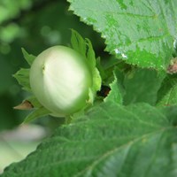 Corylus avellana op RikenMon's Natuurgids