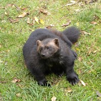 Gulo gulo su guida naturalistica di RikenMon