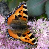 Aglais urticae 在RikenMon的自然指南