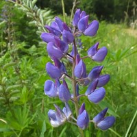 Lupinus polyphyllus  on RikenMon's Nature-Guide