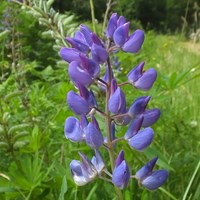 Lupinus polyphyllus  En la Guía-Naturaleza de RikenMon