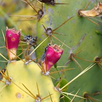 Opuntia ficus-indica на Nature-Guide RikenMon в