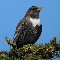 Turdus torquatus Em Nature-Guide de RikenMon