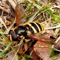 Sericomyia silentis Auf RikenMons Nature-Guide