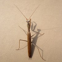 Mantis religiosa op RikenMon's Natuurgids