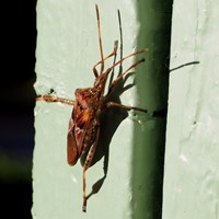 Leptoglossus occidentalis Sur le Nature-Guide de RikenMon