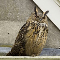 Bubo bubo Sur le Nature-Guide de RikenMon