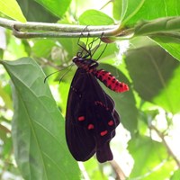 Pachliopta kotzebuea En la Guía-Naturaleza de RikenMon