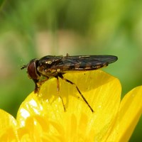 Melanostoma scalare op RikenMon's Natuurgids