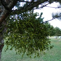 Viscum album su guida naturalistica di RikenMon