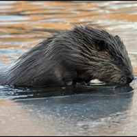 Ondatra zibethicus op RikenMon's Natuurgids