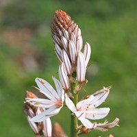 Asphodelus ramosus на Nature-Guide RikenMon в