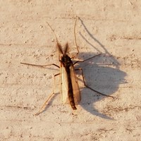 Chironomus plumosus su guida naturalistica di RikenMon