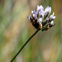 Bituminaria bituminosa En la Guía-Naturaleza de RikenMon