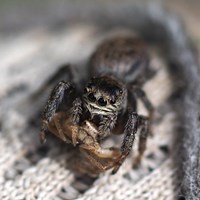 Evarcha arcuata su guida naturalistica di RikenMon