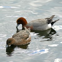 Anas penelope op RikenMon's Natuurgids