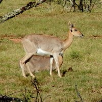 Ourebia ourebi op RikenMon's Natuurgids