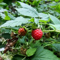 Rubus idaeus En la Guía-Naturaleza de RikenMon