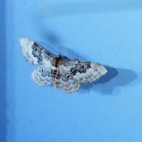 Idaea rusticata 在RikenMon的自然指南