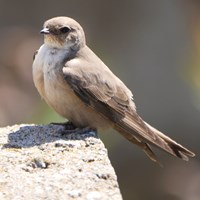 Ptyonoprogne rupestris on RikenMon's Nature-Guide