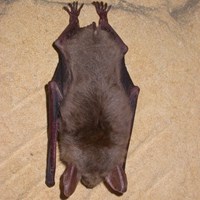 Myotis myotis En la Guía-Naturaleza de RikenMon