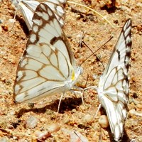 Belenois aurota su guida naturalistica di RikenMon