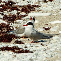 Sterna paradisaea Sur le Nature-Guide de RikenMon