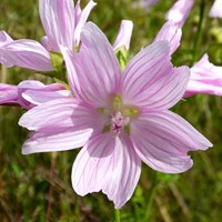 Malva alcea  Sur le Nature-Guide de RikenMon