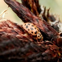 Anisosticta novemdecimpunctata su guida naturalistica di RikenMon