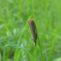 Chrysoteuchia culmella Sur le Nature-Guide de RikenMon