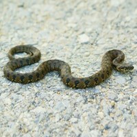 Natrix maura su guida naturalistica di RikenMon