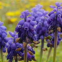 Muscari botryoides En la Guía-Naturaleza de RikenMon