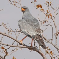 Melierax canorus Sur le Nature-Guide de RikenMon