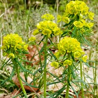 Euphorbia cyparissias on RikenMon's Nature-Guide