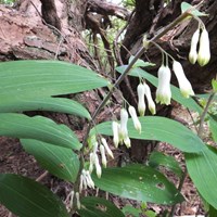 Polygonatum multiflorum на Nature-Guide RikenMon в