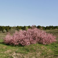 Tamarix gallica на Nature-Guide RikenMon в