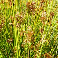 Juncus effusus En la Guía-Naturaleza de RikenMon