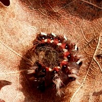 Acronicta rumicis Em Nature-Guide de RikenMon