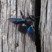 Xylocopa violacea на Nature-Guide RikenMon в