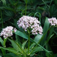 Valeriana officinalis Sur le Nature-Guide de RikenMon