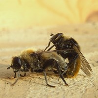 Merodon equestris En la Guía-Naturaleza de RikenMon