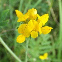 Lotus corniculatus на Nature-Guide RikenMon в