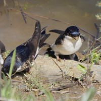 Delichon urbica En la Guía-Naturaleza de RikenMon