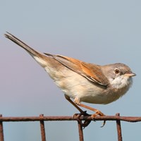 Sylvia communis su guida naturalistica di RikenMon