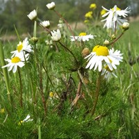 Matricaria chamomilla Auf RikenMons Nature-Guide