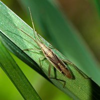 Stenodema laevigatum En la Guía-Naturaleza de RikenMon